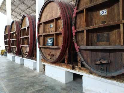 Wine barrels at the Tacama winery.