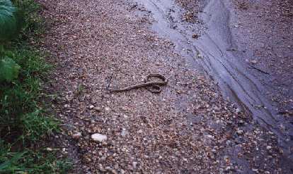 I saw lots of deer, birds, and even... a snake! (19 Feb 2001) I saw lots of deer, birds, and even... a snake!