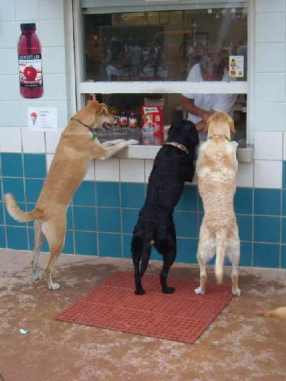 Serving some doggie customers.