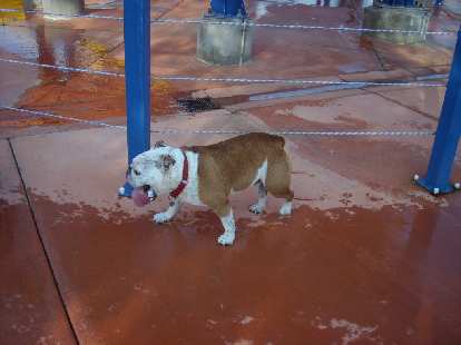 This dog looked super happy.