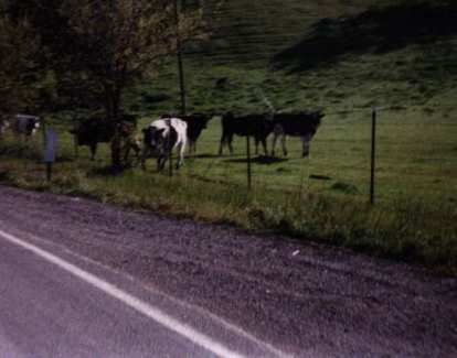 Cows seen during the Primavera Century. four black cows and a white cow off Calaveras Rd.