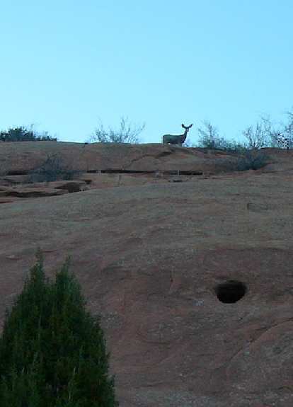 How did this deer get to the top of Solar Slab?