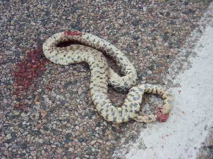 A rattlesnake, quite smashed (not by me!)