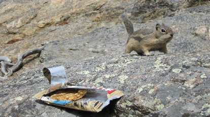 The chipmunks liked Clif bars too, apparently.