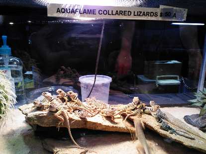 Many aquaflame collared lizards.