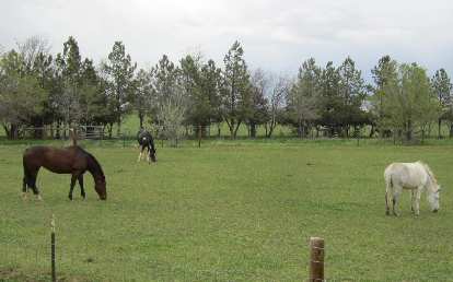 Horses in Northern Colorado