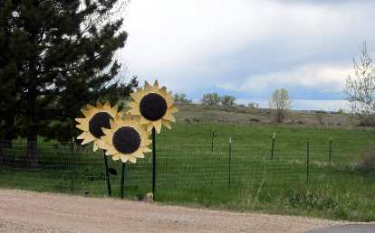 Giant plastic sunflowers. Giant plastic sunflowers.