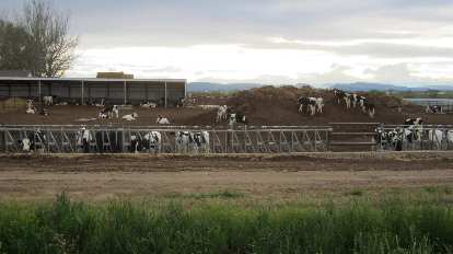 Cow farm near Windsor, Colorado. cow farm near Windsor, Colorado