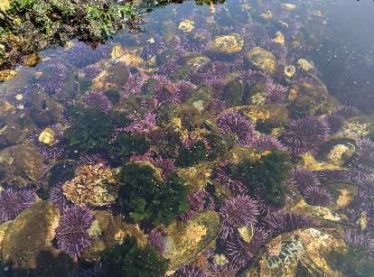 Lots of sea urchins at Salt Creek County Park.