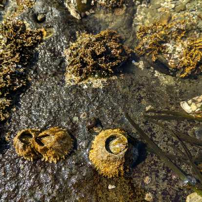 Barnacles at Salt Creek County Park. Barnacles at Salt Creek County Park.