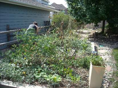 Sarah helped pull some weeds from my garden before she went back to California.