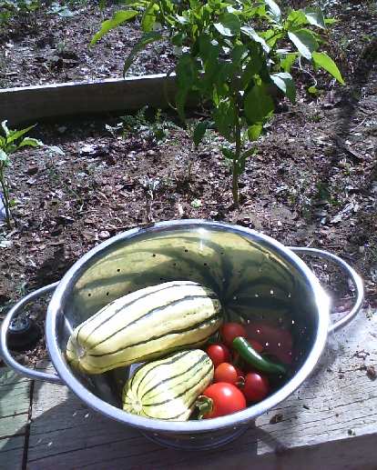Some vegetables that were ripe: delicata squash, cherry tomatoes and a jalape