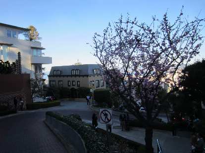 Cherry blossoms on Lombard St.