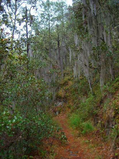 Lots of Spanish moss over the trail. Lots of Spanish moss over the trail.