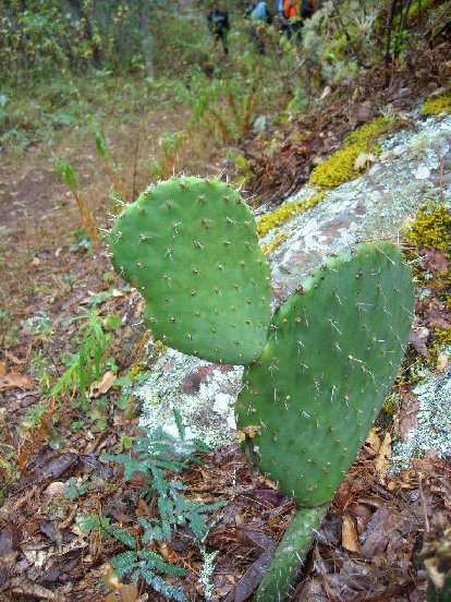 Prickly pear. Prickly pear.