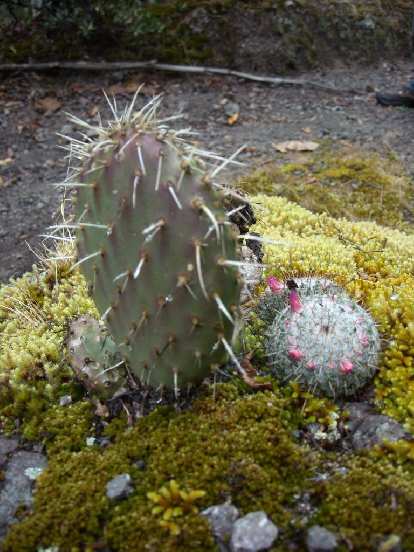 A cactus arrangement growing out of rock with moss.