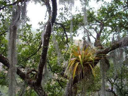 An epiphyte among Spanish moss.