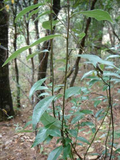 Bay leaves. They are often used in mole. Bay leaves. They are often used in mole.