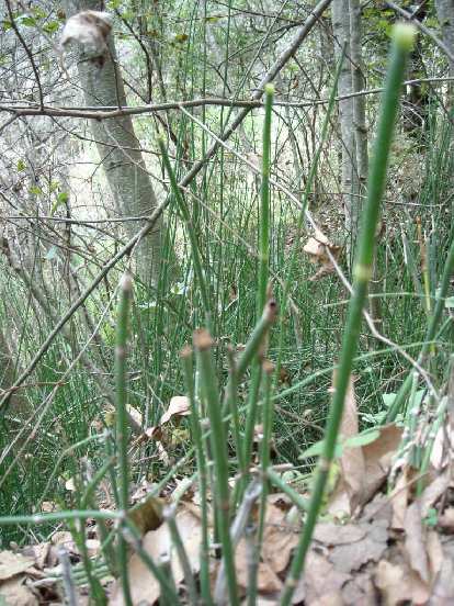 Horsetail.  It is good for the prostate.