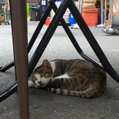 A cat in Singapore that looked very similar to my cat Tiger. A cat in Singapore that looked very similar to my cat Tiger.