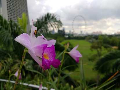 A purple flower with the Singapore Flyer---at one time the world's largest Ferris Wheel---in the background. (25 Nov 2017) A purple flower with the Singapore Flyer---at one time the world's largest Ferris Wheel---in the background.