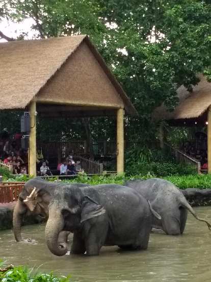 Elephants at the Singapore Zoo. Elephants at the Singapore Zoo.