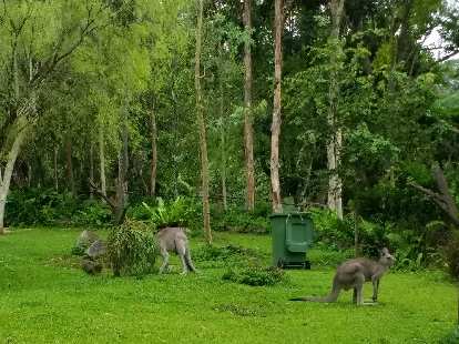 Kangaroos at the Singapore Zoo. Kangaroos at the Singapore Zoo.