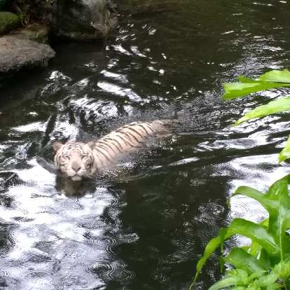 White Tiger at the Singapore Zoo. White Tiger at the Singapore Zoo.