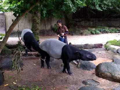 Tapirs ("walking watermellons") at the Singapore Zoo.