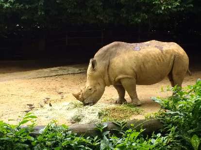 Rhinosaurus at the Singapore Zoo. Rhinosaurus at the Singapore Zoo.