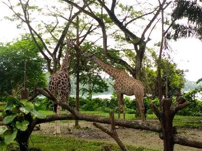 Giraffes at the Singapore Zoo.