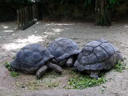 Three giant tortoises at the Singapore Zoo. Three giant tortoises at the Singapore Zoo.
