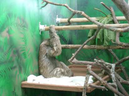 An adult sloth inside the Sloth Sanctuary. An adult sloth inside the Sloth Sanctuary.