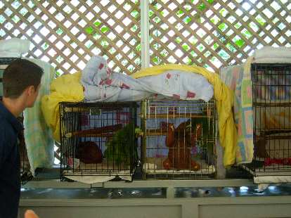 The baby sloths had been bathed in an orange solution to prevent mange. The baby sloths had been bathed in an orange solution to prevent mange.