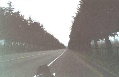 In the early miles on tree-lined roads of the 2000 Solvang Double Century. riding on shoulder, tree-lined roads, 2000 Solvang Double Century