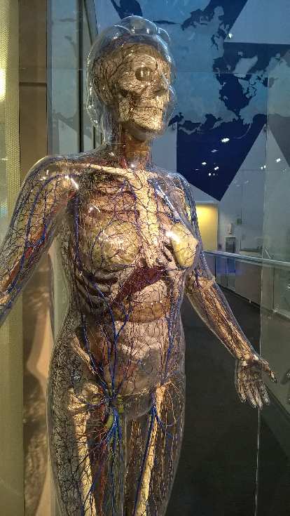 invisible woman, St. Louis Science Center