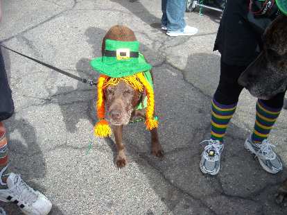 saint patricks day parade in fort collins