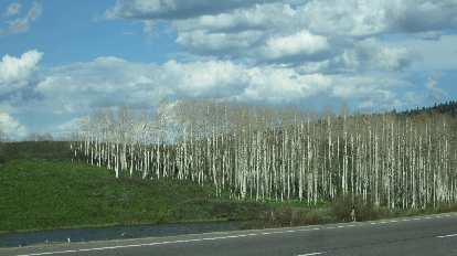 Aspen groves 20 miles west from Steamboat Springs.