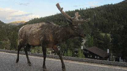Large elk on highway in Rocky Mountain Park.