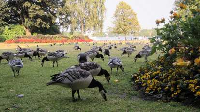 Geese at Nobelparken. (25 Jul 2013) Geese at Nobelparken.