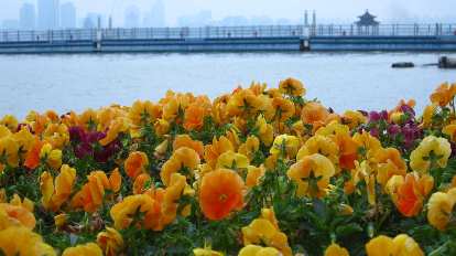 Flowers by the water.