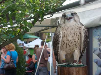 A live owl.