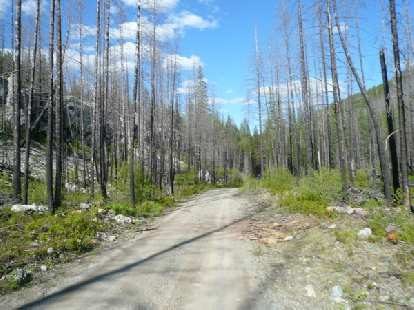 [Day 3, Mile 257] Beautiful trail through the Flathead National Forest in Montana.