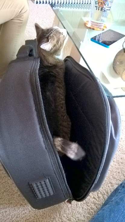 Tiger always loved bags and boxes. Here she is in Maureen's guitar case.