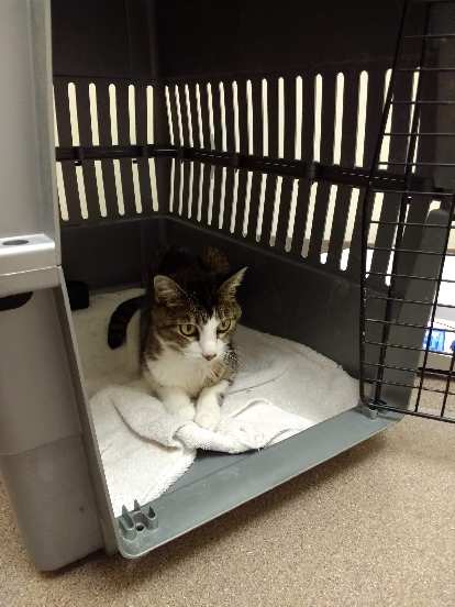 Tiger at a third vet's office.  The tests concluded that she had cancerous tumors on her spleen, liver, and possibly the lymph nodes.