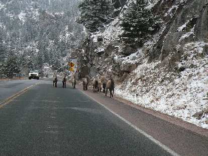 On our way to Estes Park, other drivers kept flashing their lights at me.  Why?  Because around the corner was this flock of [whatever these animals are called].
