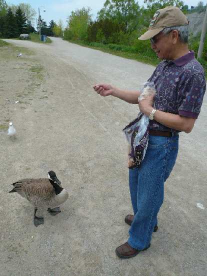 Stephen says hello to a Canadian goose. Stephen says hello to a Canadian goose.