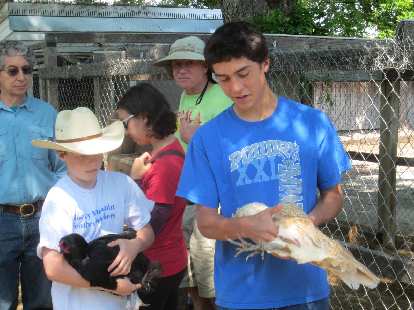 A 4H member demonstrates how to hold a chicken. A 4H member demonstrates how to hold a chicken.