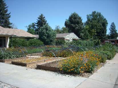 Front yard vegetable gardens. Front yard vegetable gardens.