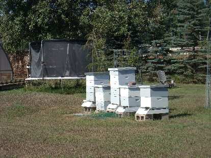 Honey bees at LaPorte Avenue Nursery. Honey bees at LaPorte Avenue Nursery.